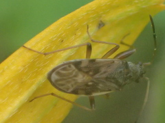 Ligyrocoris