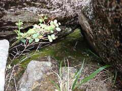 Takakia ceratophylla