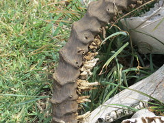 Ceratophaga vastella