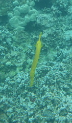 Aulostomus chinensis