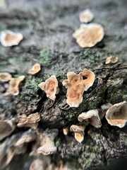 Stereum gausapatum