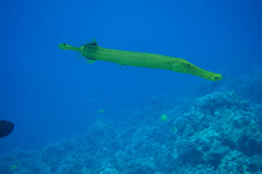 Aulostomus chinensis