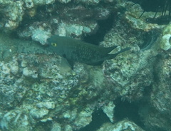 Plectroglyphidodon marginatus
