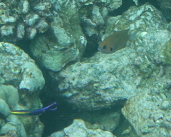 Labroides phthirophagus