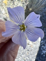 Linum lewisii