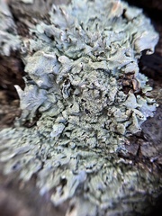 Punctelia caseana