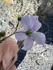 Linum lewisii
