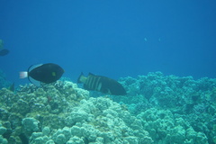 Melichthys vidua