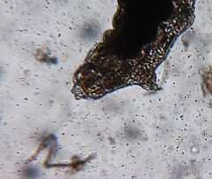Eutardigrada