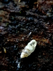 Carychium tridentatum