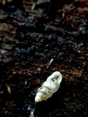 Carychium tridentatum