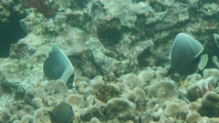 Chaetodon reticulatus