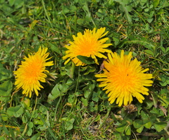 Taraxacum