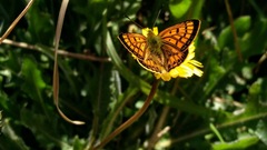 Lycaena salustius