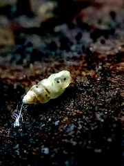 Carychium tridentatum