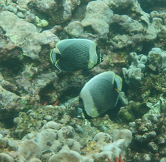 Chaetodon reticulatus