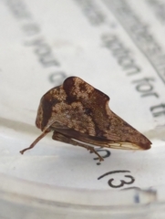 Telamona ampelopsidis