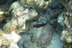 Pseudocheilinus tetrataenia