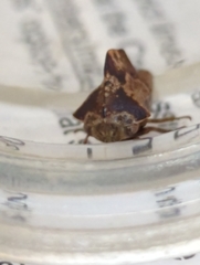 Telamona ampelopsidis