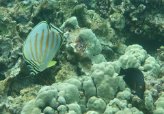 Ctenochaetus strigosus