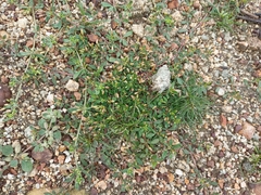 Mollugo verticillata