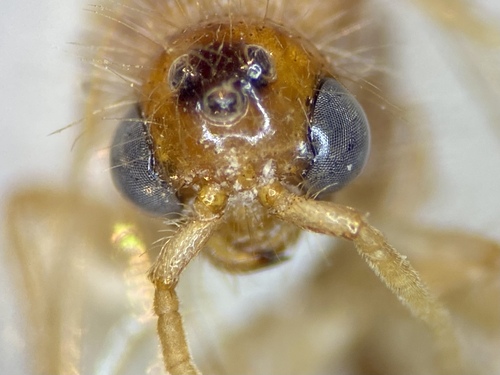 Sphaeropthalma difficilis