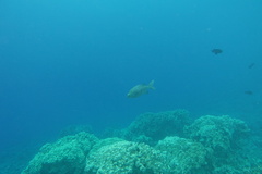 Kyphosus cinerascens