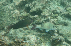 Parupeneus insularis