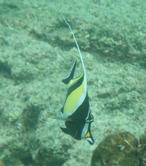 Zanclus cornutus