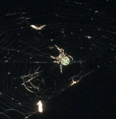 Araneus bicentenarius