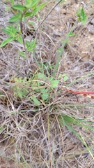 Desmanthus velutinus