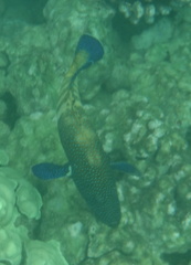Cephalopholis argus