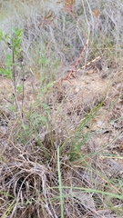 Desmanthus velutinus