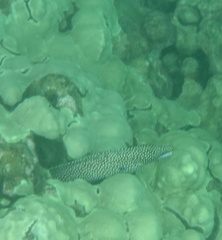 Gymnothorax meleagris