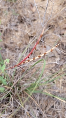 Desmanthus velutinus