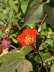 Ipomoea coccinea