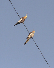 Nymphicus hollandicus