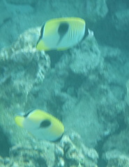 Chaetodon unimaculatus