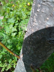 Sphenarium purpurascens