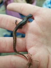 Hemidactylium scutatum