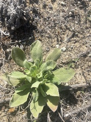 Heterotheca