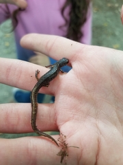 Hemidactylium scutatum