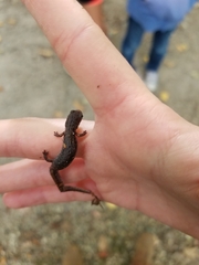 Hemidactylium scutatum