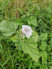 Althaea officinalis