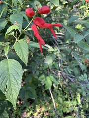 Salvia sessei