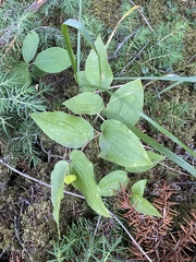 Prosartes trachycarpa