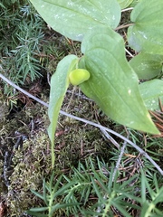 Prosartes trachycarpa