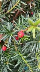 Taxus