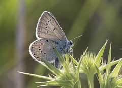 Polyommatus amandus