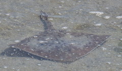 Beringraja binoculata